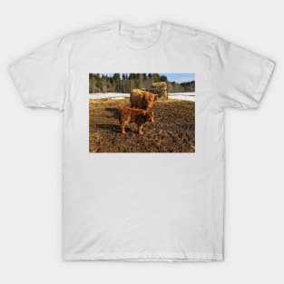 Scottish Highland Cattle Cow and Calf 1738 T-Shirt